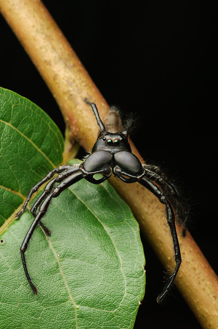 Jumping Spider (Hyllus walckenaeri) displaying its massive chelicerae in a defensive posture, Lore Lindu National Park, Sulawesi, Indonesia