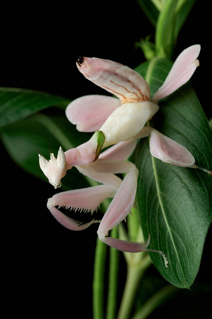 Orchid Mantis (Hymenopus coronatus) juvenile mimics flower, Jakarta, Java, Indonesia