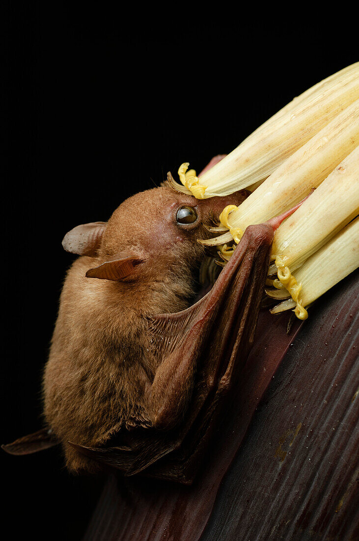 Lesser Long-tongued Fruit Bat (Macroglossus minimus) feeding on the nectar of banana flowers, Bintulu, Bukit Sarang Conservation Area, Sarawak, Borneo, Malaysia