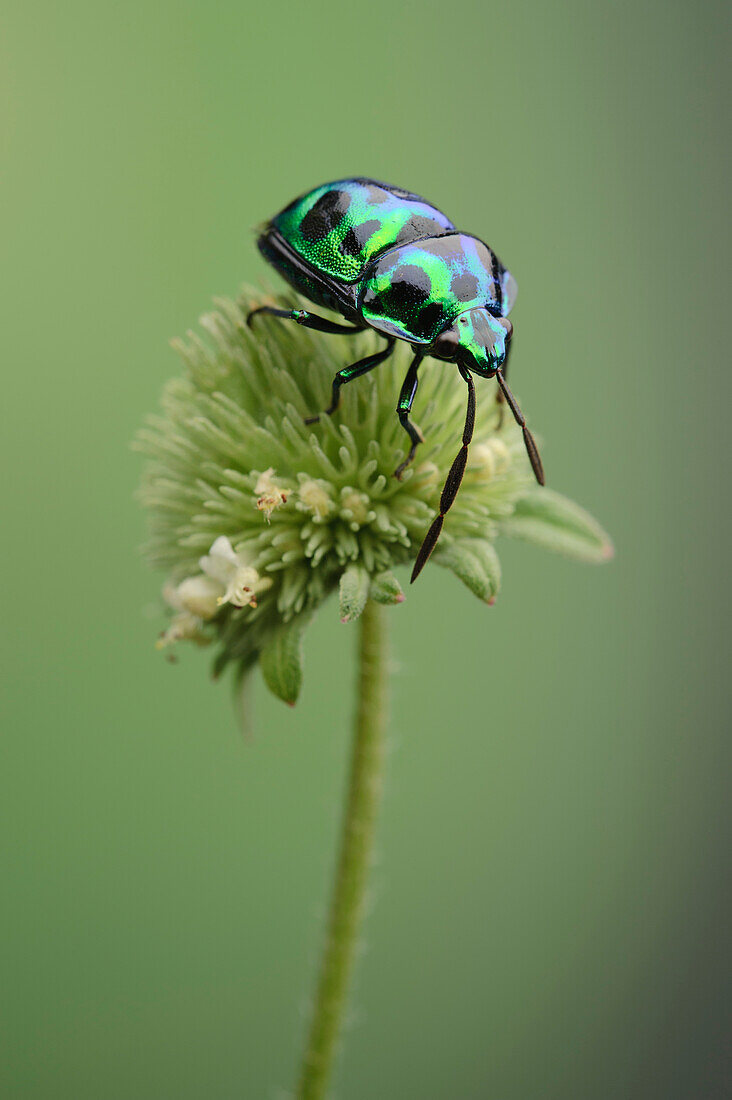 True Bug (Calliphara sp), Kuching, Sarawak, Borneo, Malaysia