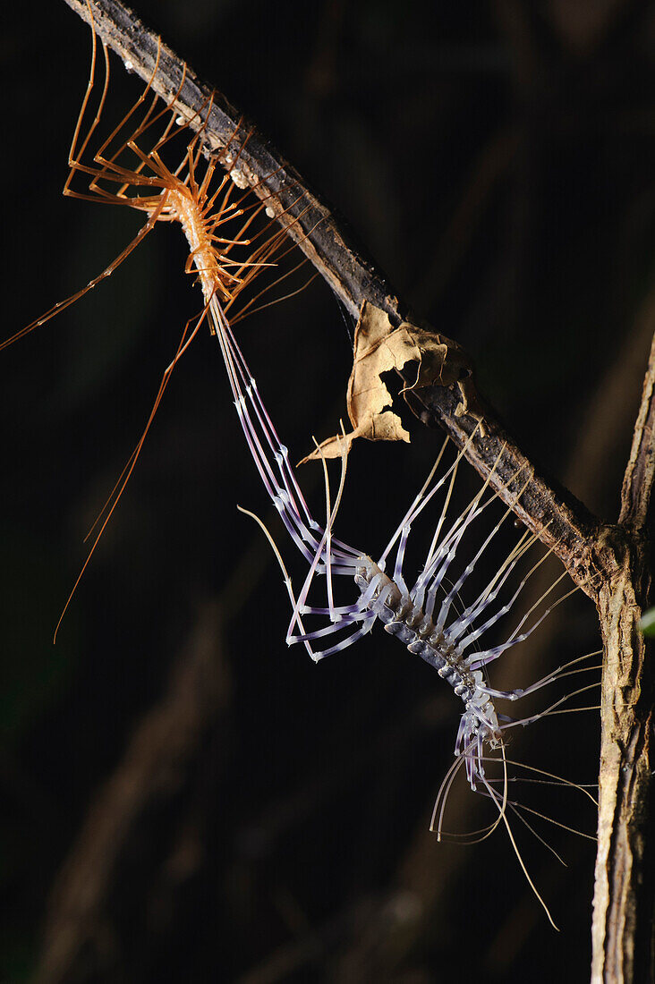 Centipede (Scutigera sp) molting, Danum Valley Conservation Area, Sabah, Borneo, Malaysia