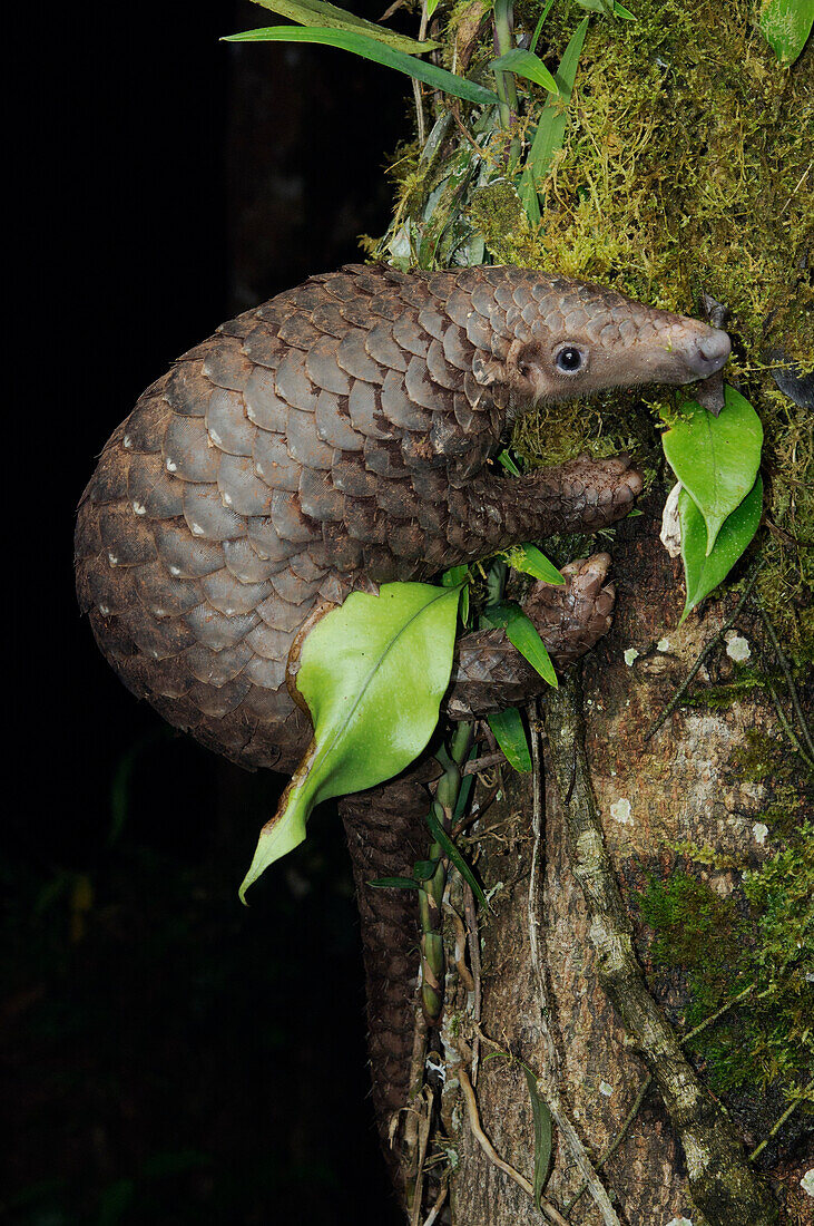 Malayan Pangolin (Manis javanica) climbing, Gunung Penrissen, Sarawak, Borneo, Malaysia