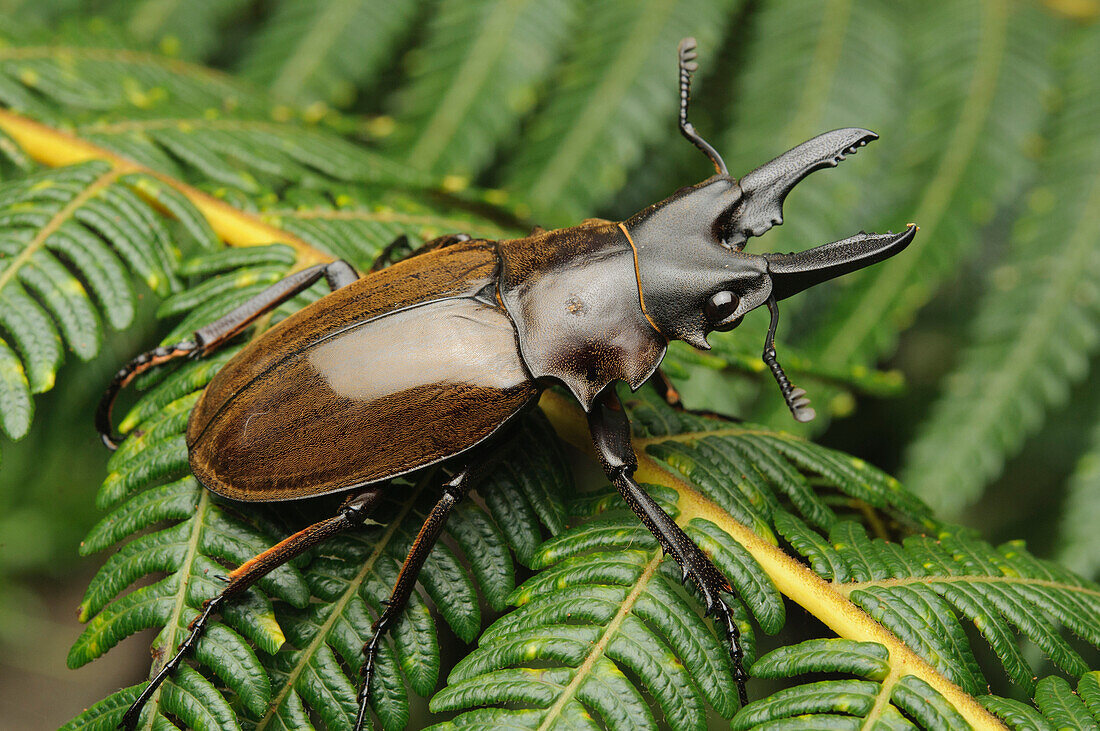 Stag Beetle (Odontolabis sp), Gunung Penrissen, Sarawak, Borneo, Malaysia