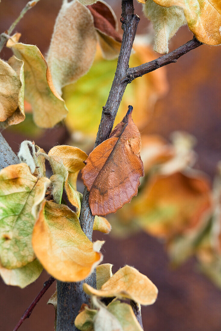 Moth (Gastropacha quercifolia) mimicking leaf, Bulgaria