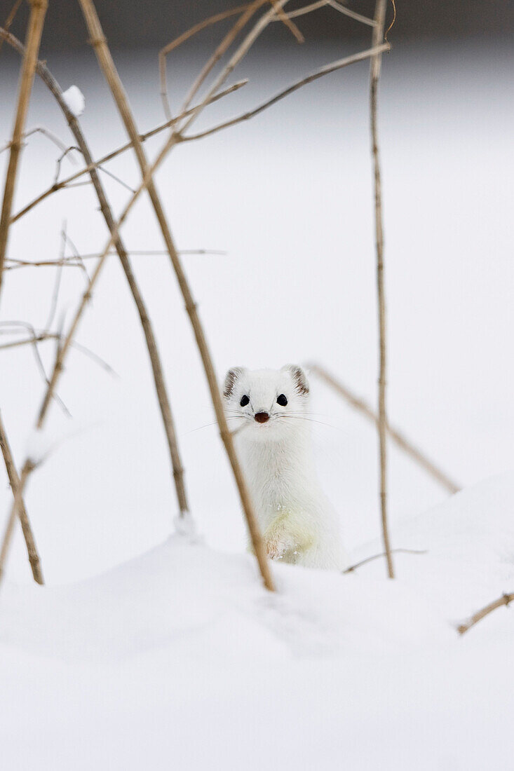 Short-tailed Weasel (Mustela erminea) in winter coat, Germany