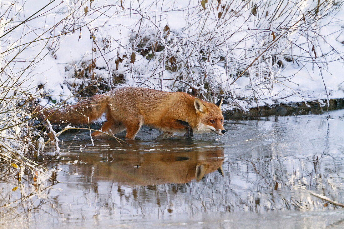 Red Fox (Vulpes vulpes) crossing creek in winter, Bavaria, Germany