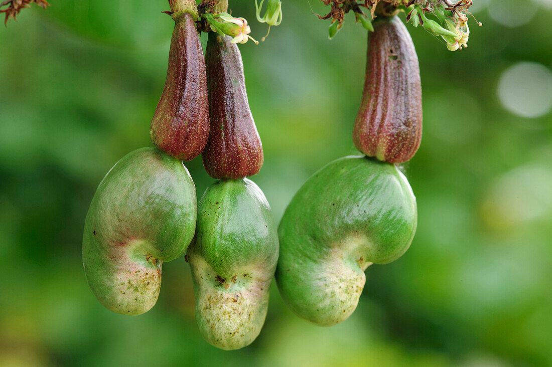 Cashew (Anacardium occidentale) nuts and apples, Pantanal, Brazil