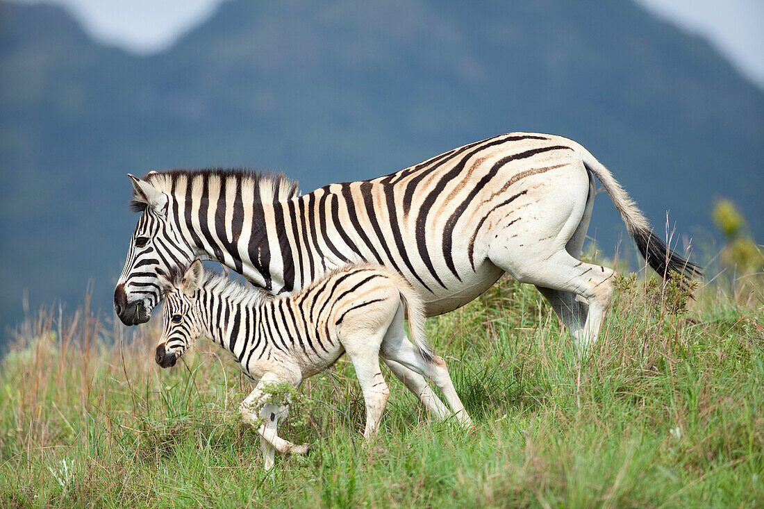 Burchell's Zebra (Equus burchellii) mother and foal, Kwazulu Natal, South Africa