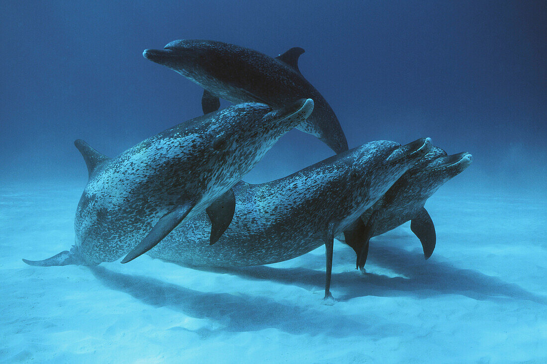 Atlantic Spotted Dolphin (Stenella frontalis) male group, Bahamas, Caribbean