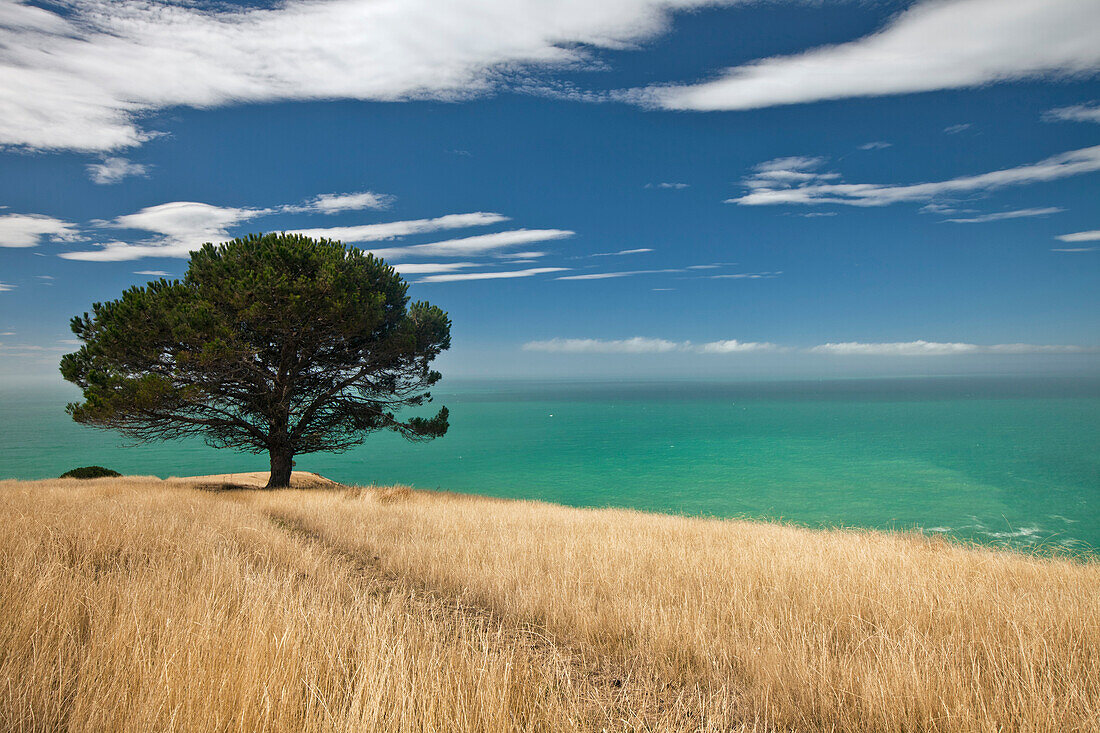 Pine (Pinus sp), Decanter Bay, Canterbury, New Zealand