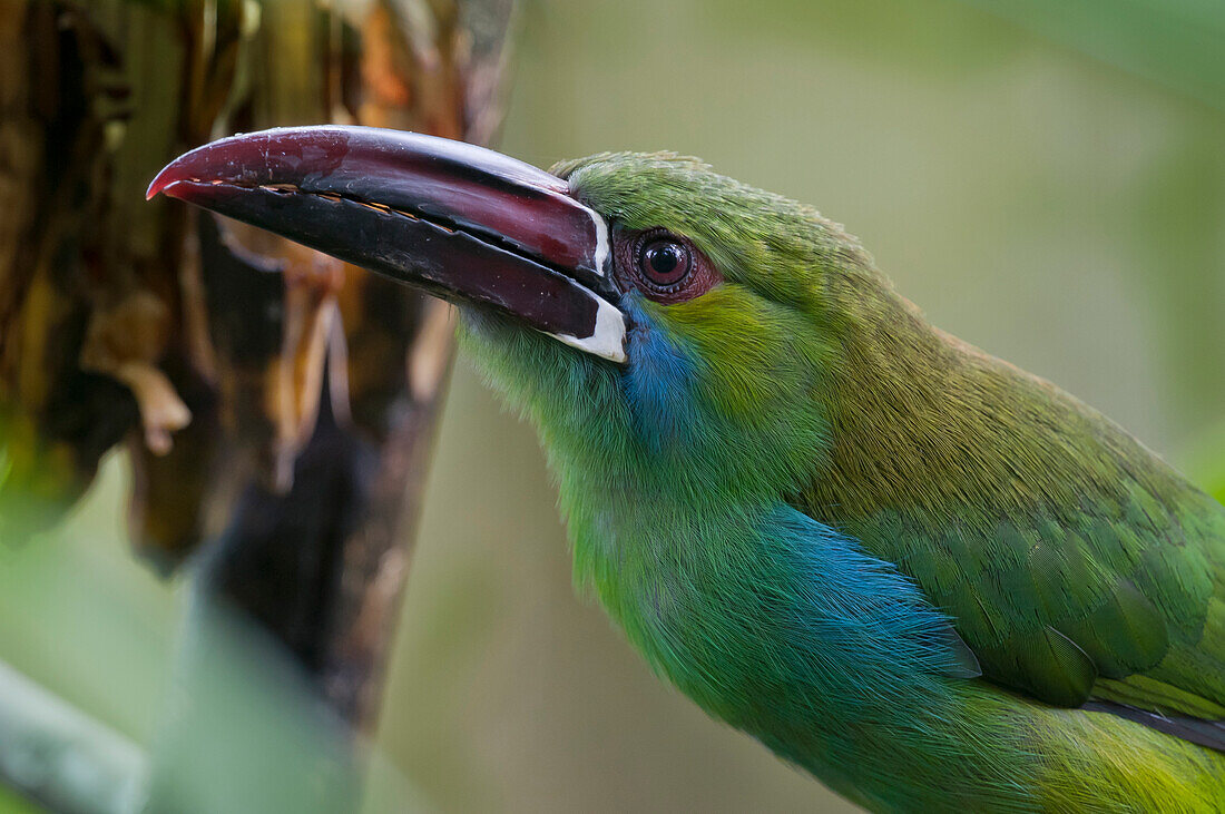 Crimson-rumped Toucanet (Aulacorhynchus haematopygus), Angel Paz Reserve, Mindo Valley, Ecuador