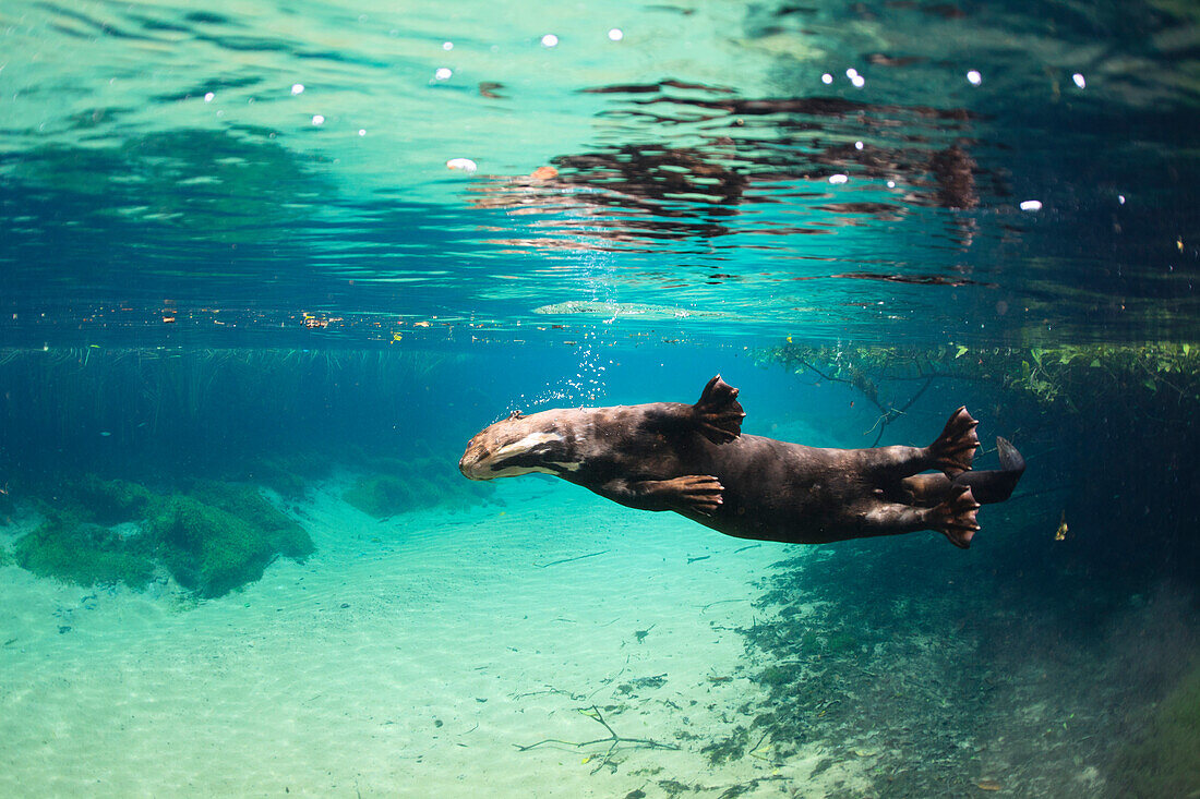 Giant River Otter (Pteronura brasiliensis) swimming, Bodoquena Plateau, Brazil