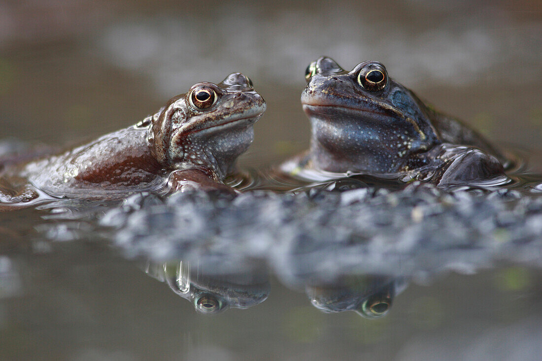 Common Frog (Rana temporaria) males on spawn waiting for females, Burgundy, France