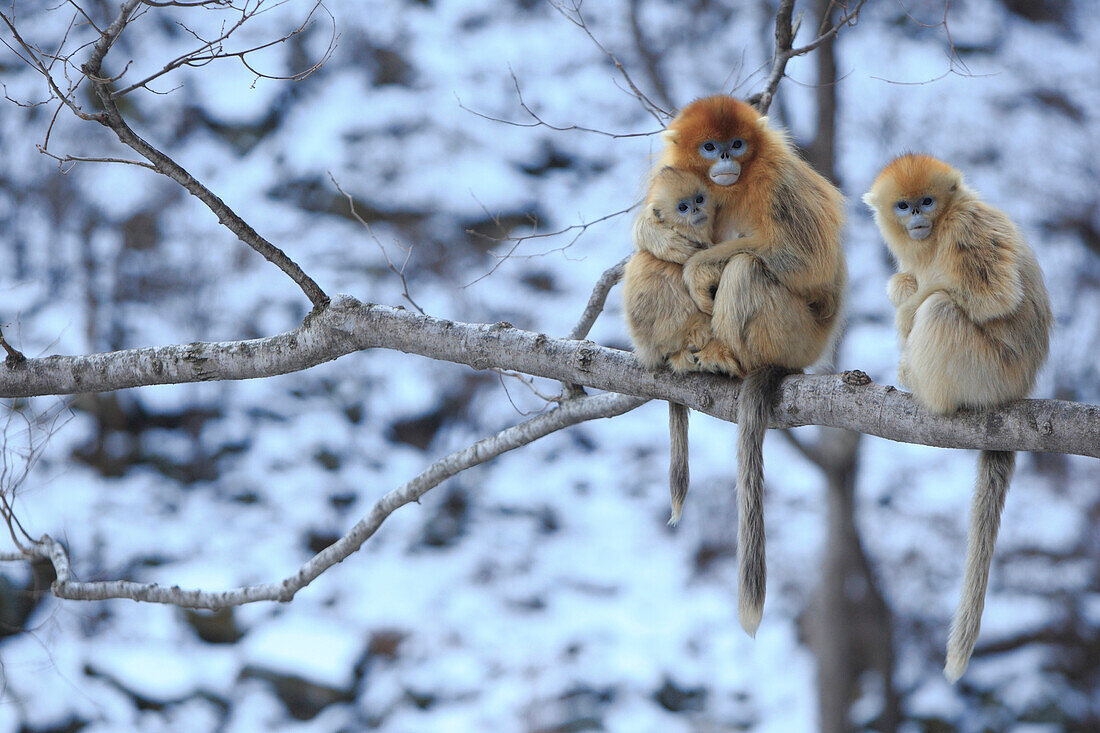 Golden Snub-nosed Monkey (Rhinopithecus roxellana) female and young and juvenile, Qinling Mountains, China