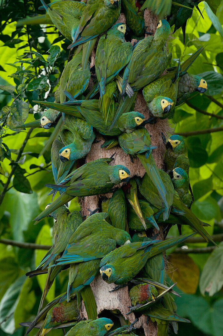 Red-bellied Macaw (Ara manilata) flock feeding on palm, Amazon, Ecuador