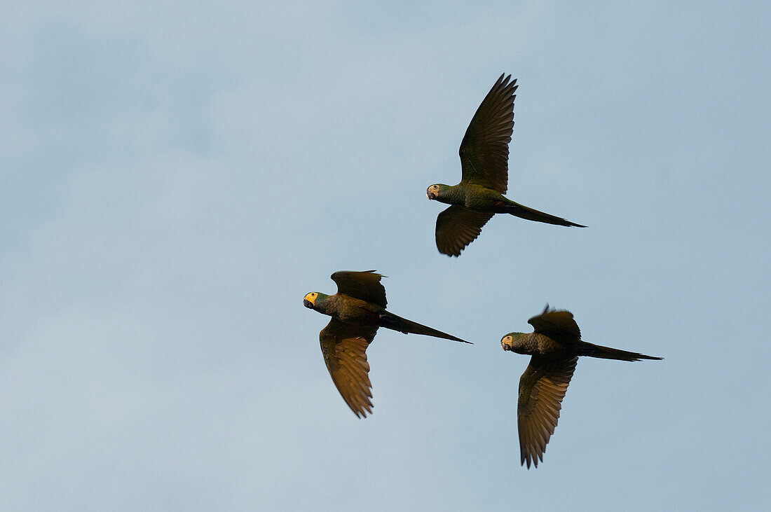 Red-bellied Macaw (Ara manilata) trio flying, Amazon, Ecuador