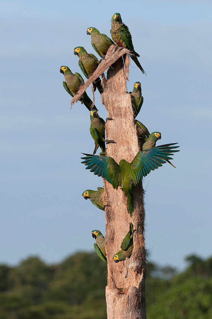 Red-bellied Macaw (Ara manilata) group on snag, Amazon, Ecuador