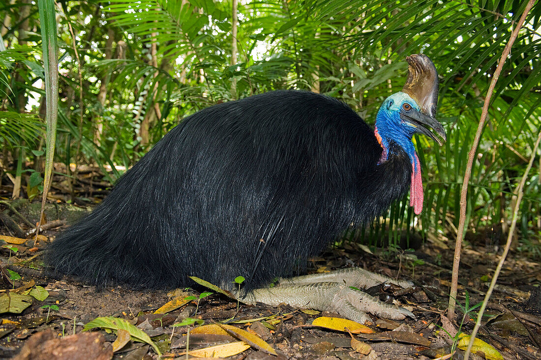 Southern Cassowary (Casuarius casuarius) male, Atherton Tableland, Queensland, Australia