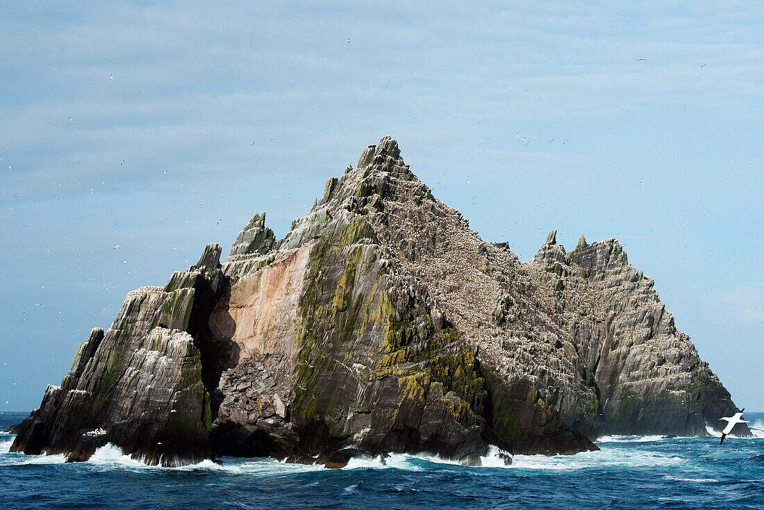 Northern Gannet (Morus bassanus) breeding colony on Little Skellig, Ireland