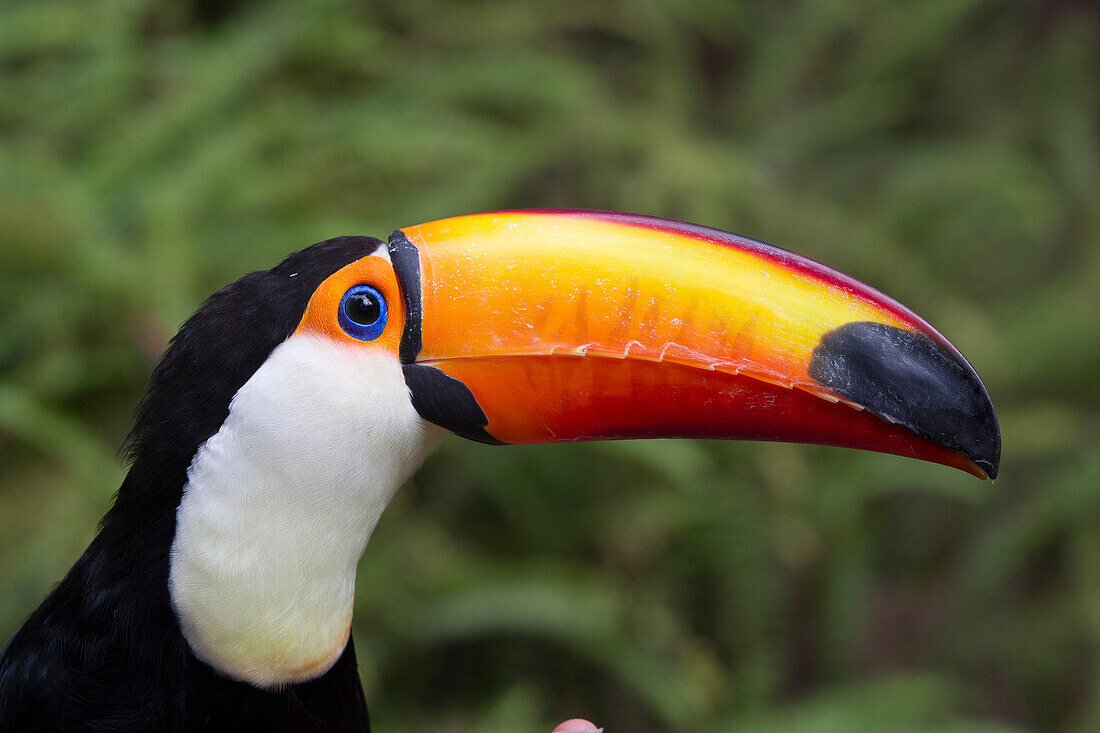 Toco Toucan (Ramphastos toco), native to South America