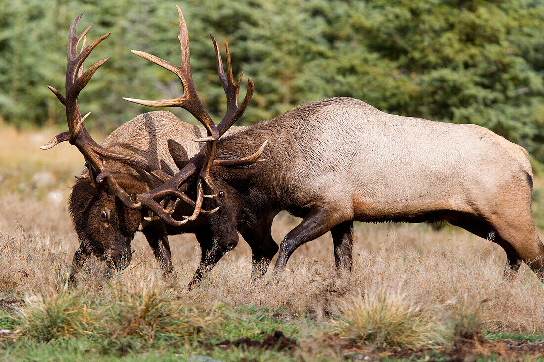 American Elk (Cervus elaphus nelsoni) bulls sparring, western Alberta, Canada
