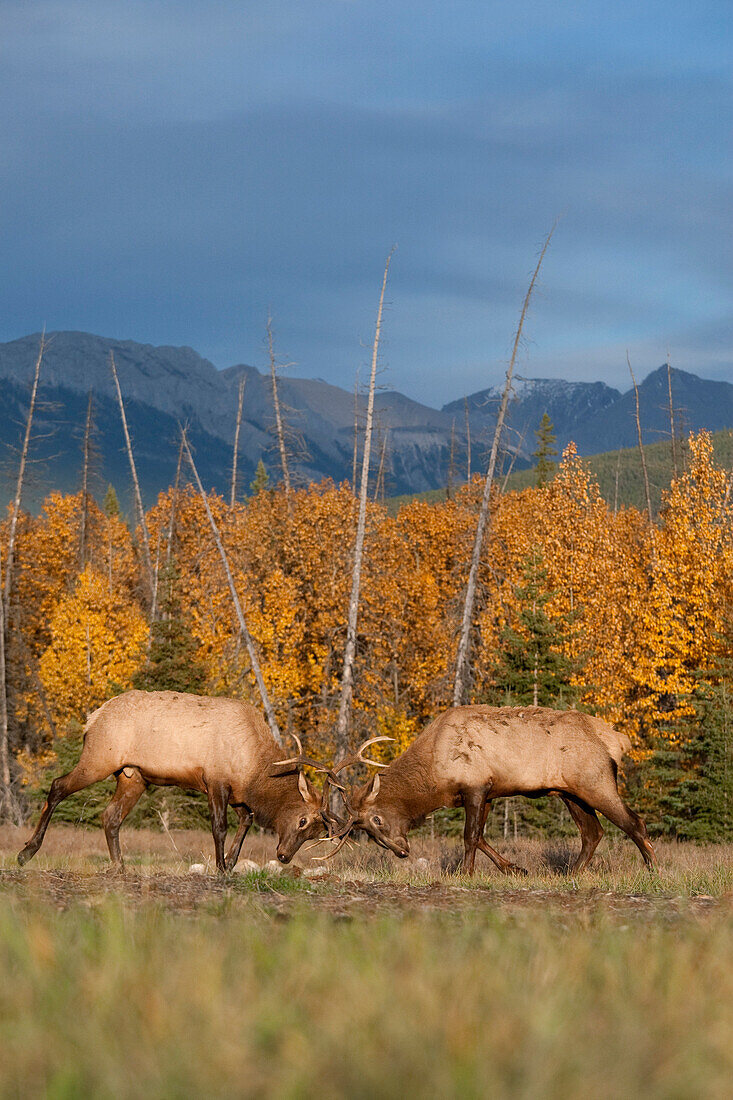 American Elk (Cervus elaphus nelsoni) bulls sparring, western Alberta, Canada