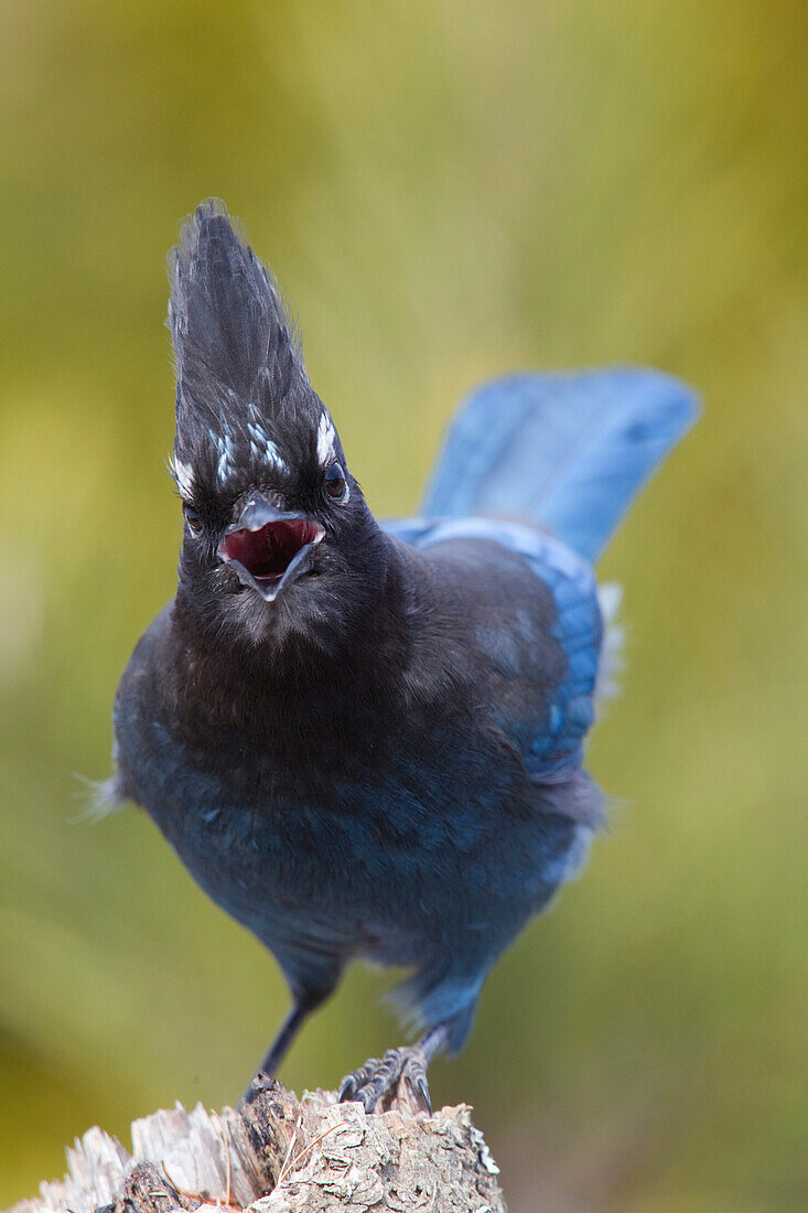 Steller's Jay (Cyanocitta stelleri) calling, western Montana