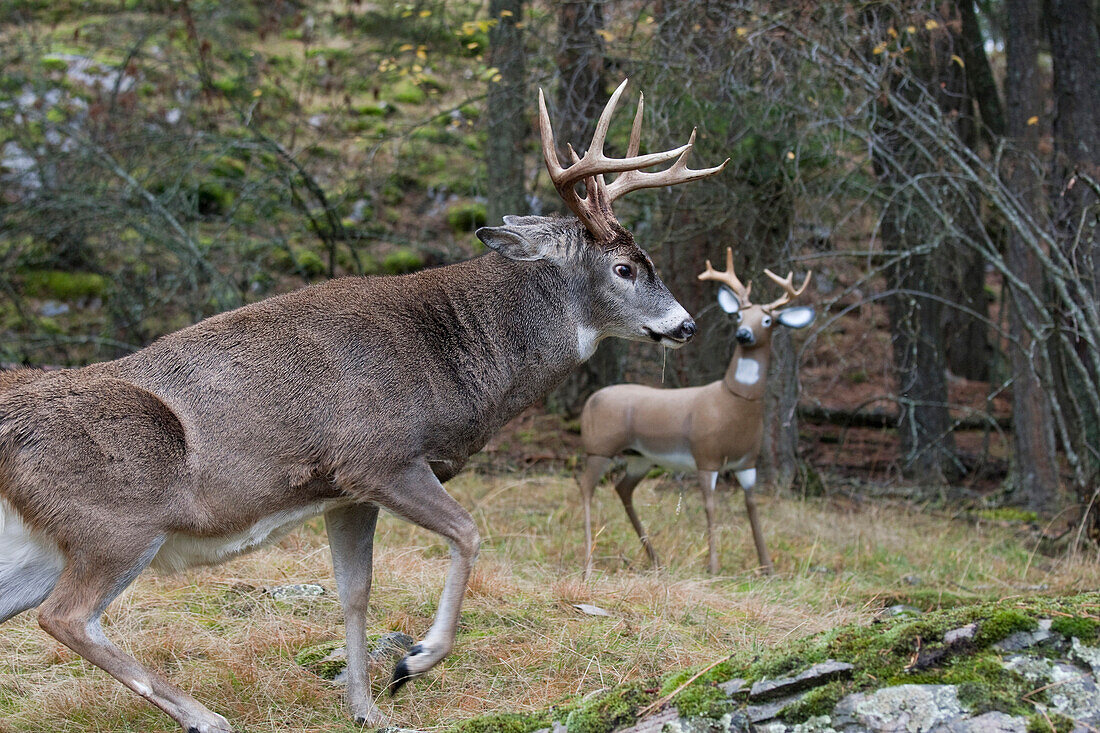 White-tailed Deer (Odocoileus virginianus) buck displaying at deer decoy, western Montana. Sequence 1 of 6
