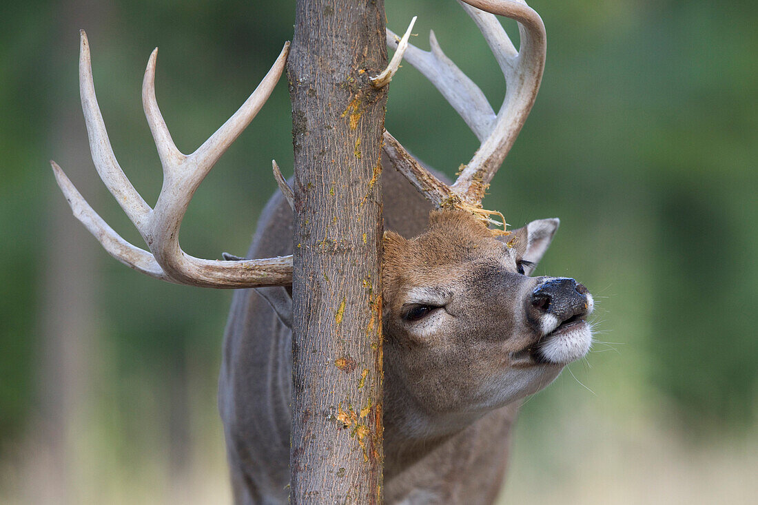 White-tailed Deer (Odocoileus virginianus) buck scent-marking tree, western Montana