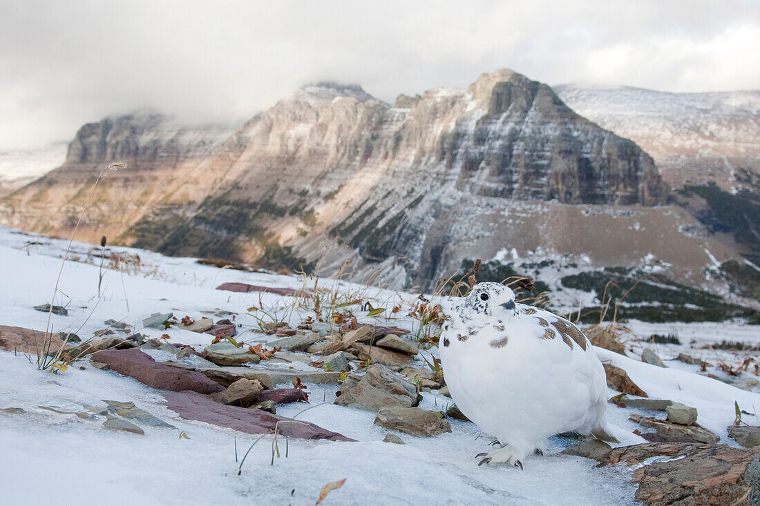 White-tailed Ptarmigan (Lagopus leucura) in winter plumage on mountain side, Glacier National Park, Montana