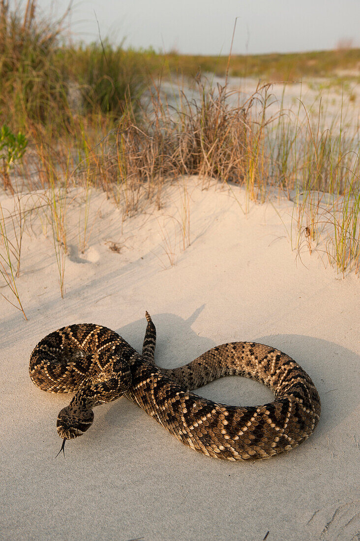 Eastern Diamondback Rattlesnake (Crotalus adamanteus) in defensive posture, Little St. Simon's Island, Georgia