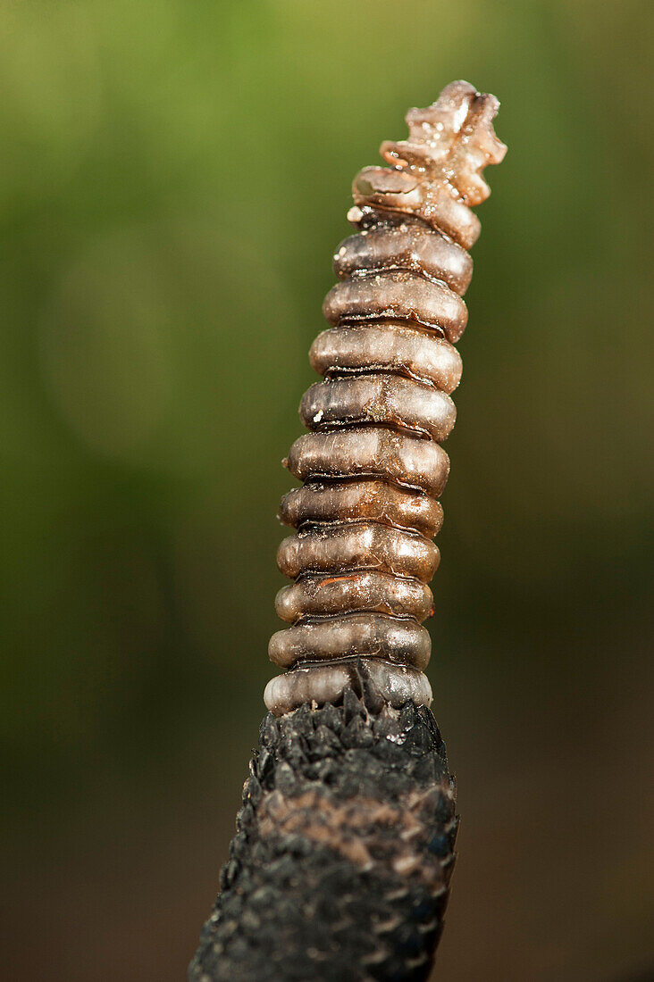 Timber Rattlesnake (Crotalus horridus) rattle, native to the southeastern United States