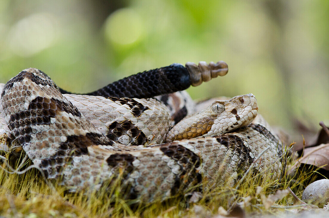Timber Rattlesnake (Crotalus horridus) in defensive posture showing rattle, native to the southeastern United States