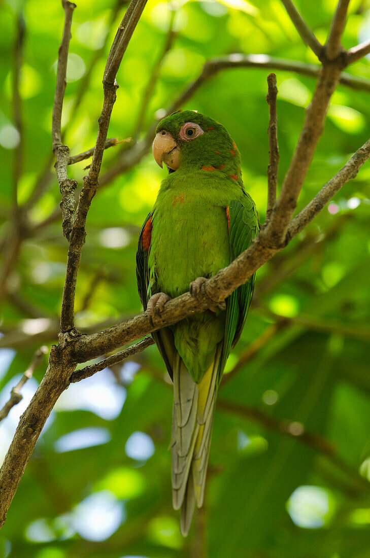 Cuban Parakeet (Aratinga euops) perching in tree, Cuba