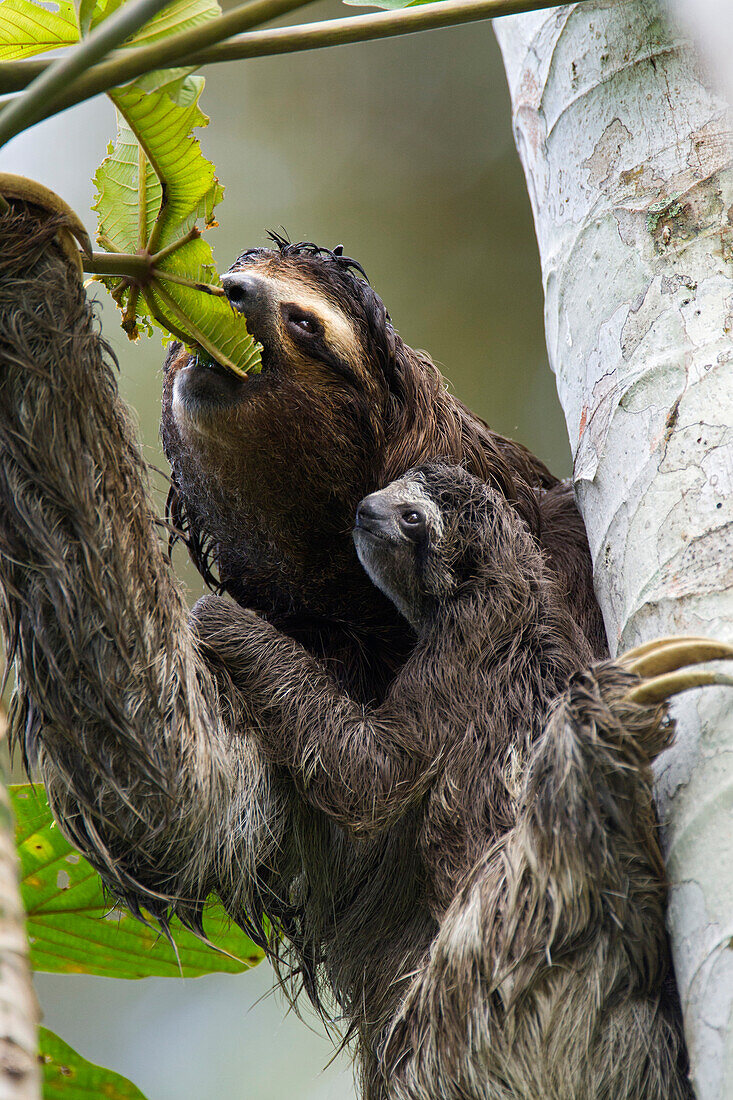 Brown-throated Three-toed Sloth (Bradypus variegatus) mother feeding with newborn baby, Aviarios Sloth Sanctuary, Costa Rica