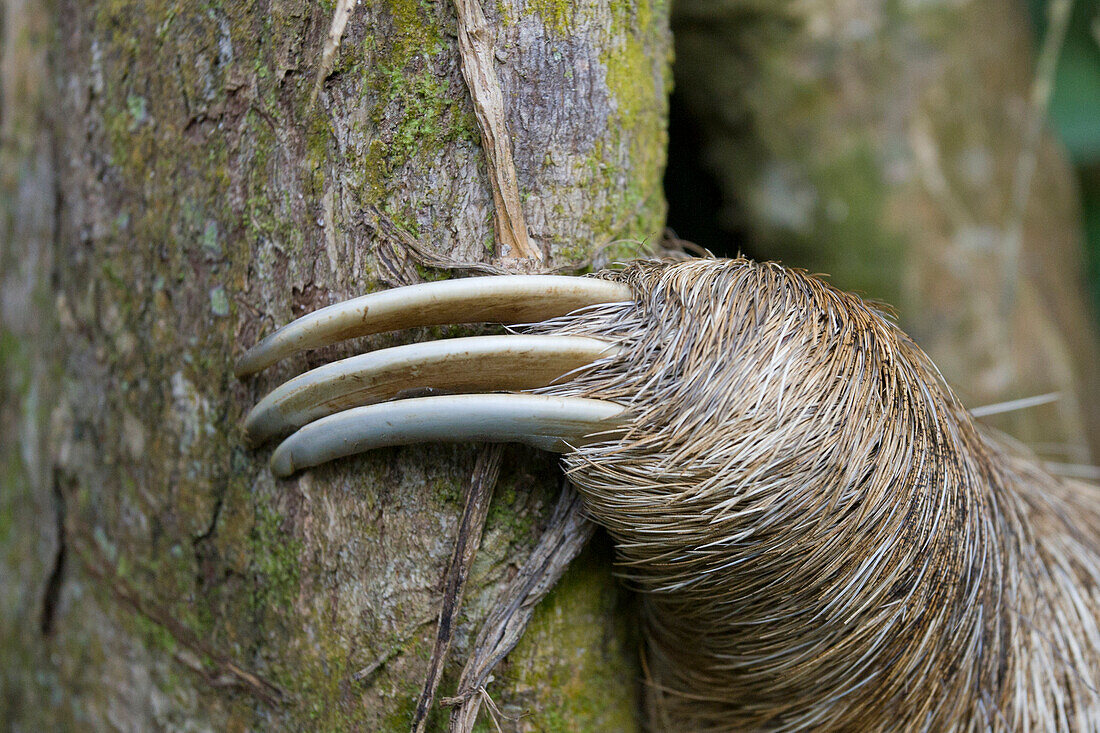 Brown-throated Three-toed Sloth (Bradypus variegatus) claws, Aviarios Sloth Sanctuary, Costa Rica