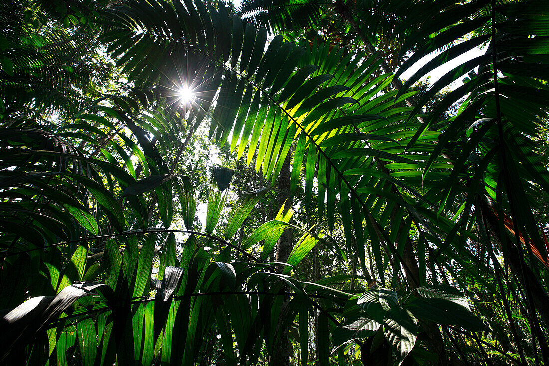 Backlit leaves in tropical rainforest, Sierra Nevada de Santa Marta, Colombia