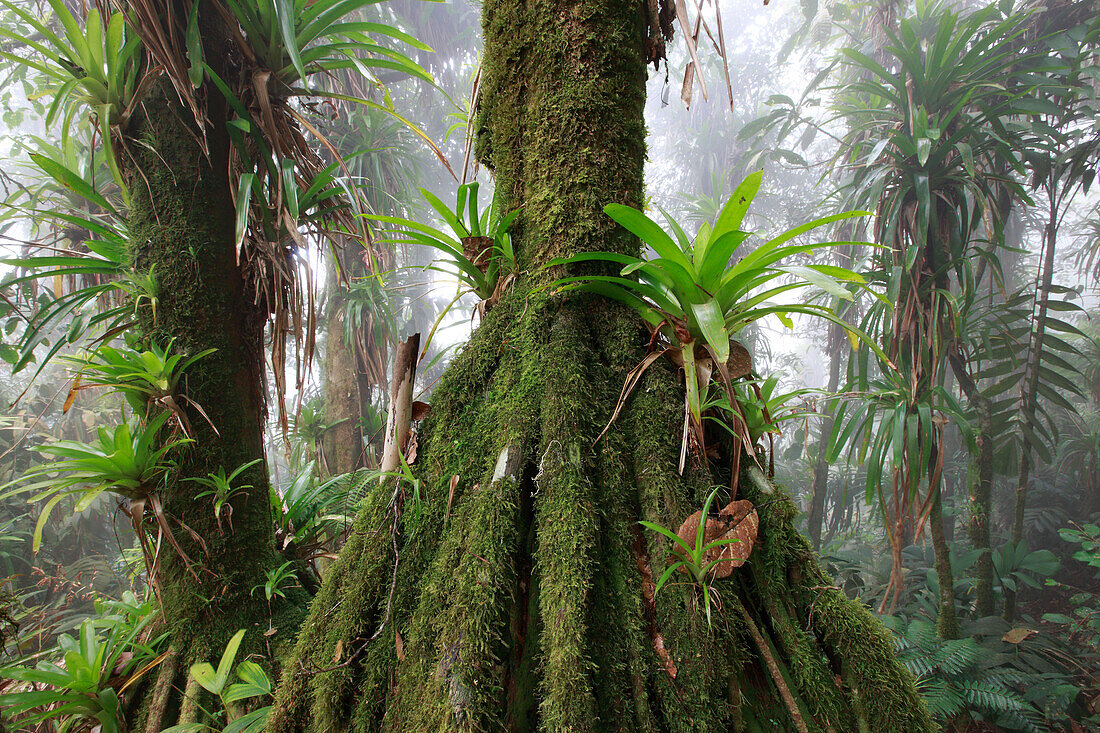 Bromeliad (Bromeliaceae) and tree fern at 1600 meters altitude in tropical rainforest, Sierra Nevada de Santa Marta National Park, Colombia