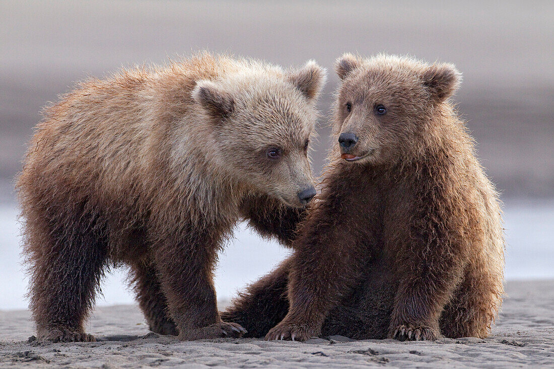 Grizzly Bear (Ursus arctos horribilis) cubs playing, Lake Clark National Park, Alaska