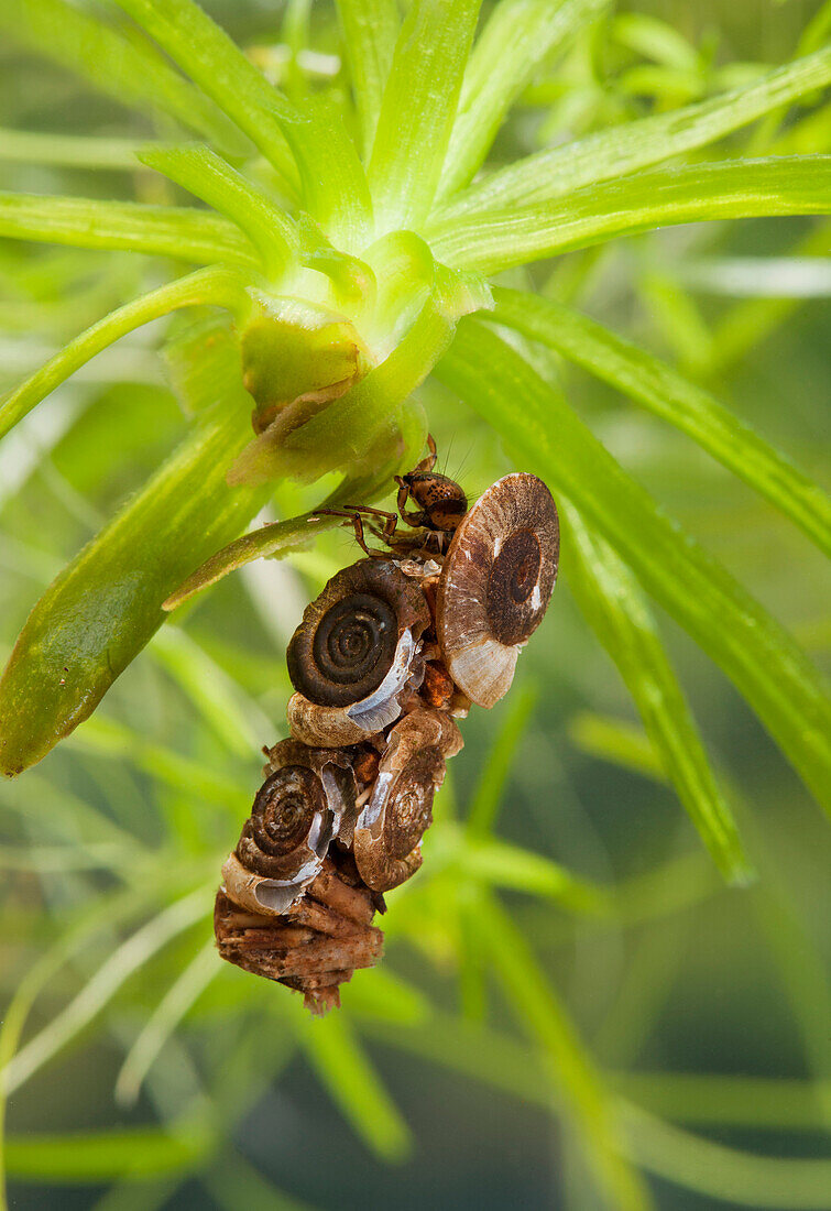 Caddis Fly (Phryganeidae) larva in case made of shells