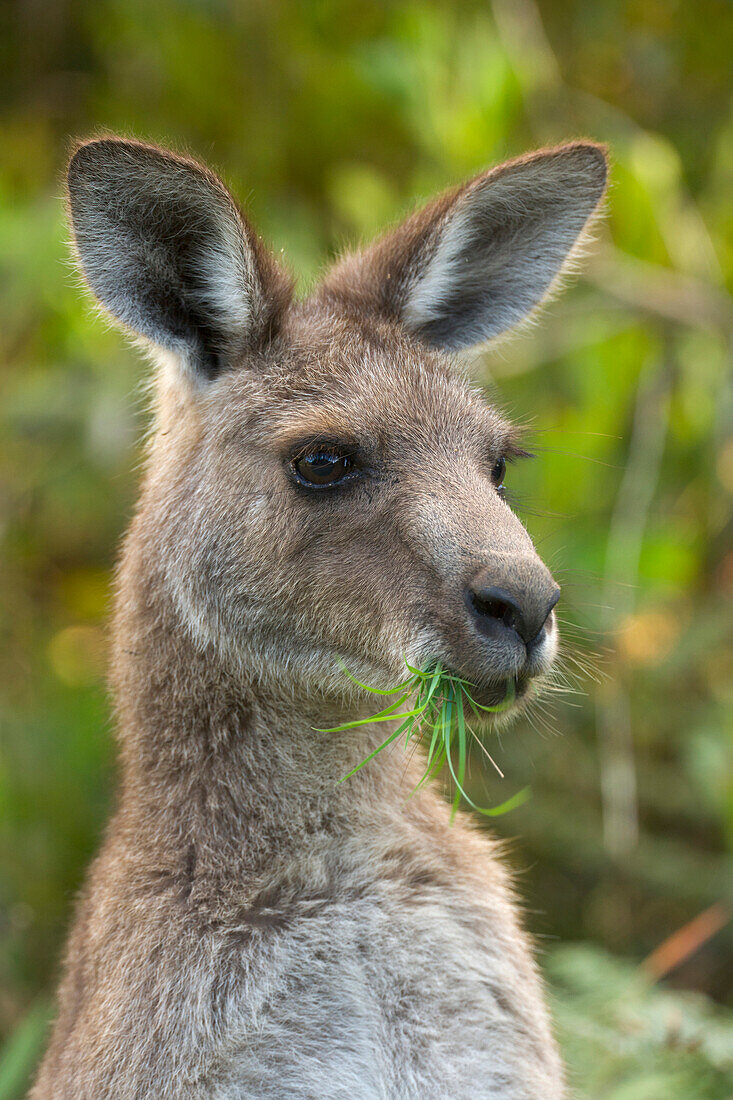 Eastern Grey Kangaroo (Macropus giganteus) male joey feeding on grass, Yuraygir National Park, New South Wales, Australia