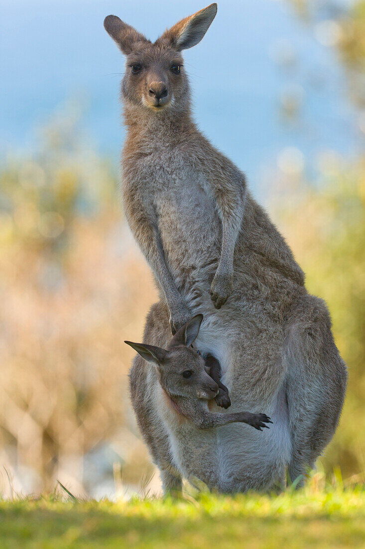 Eastern Grey Kangaroo (Macropus giganteus) female with joey in her pouch, Yuraygir National Park, New South Wales, Australia. Sequence 2 of 11