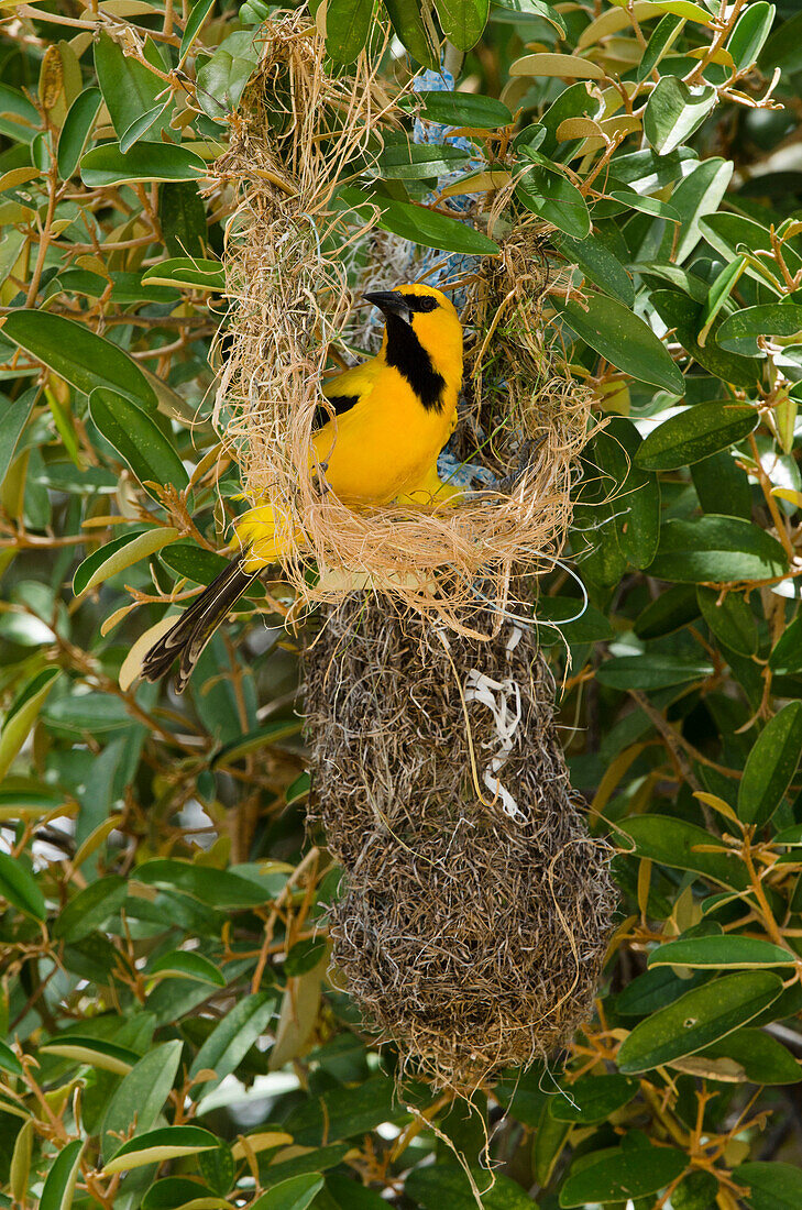 Yellow Oriole (Icterus nigrogularis) building nest, Bonaire, Netherlands Antilles, Caribbean