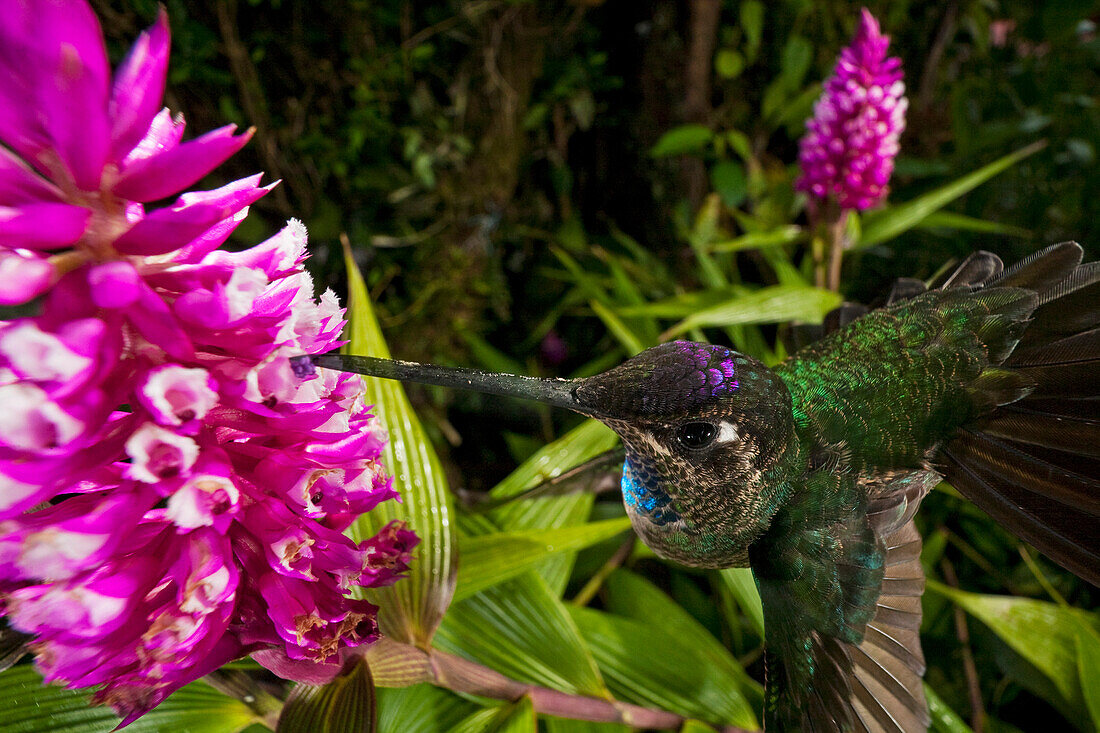 Orchid (Elleanthus sp) flower being pollinated by male Magnificent Hummingbird (Eugenes fulgens), Finca Dracula Orchid Sanctuary, Panama