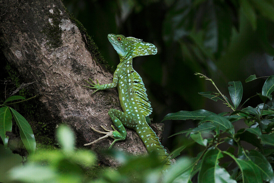 Green Basilisk (Basiliscus plumifrons) male, Selva Verde, Costa Rica