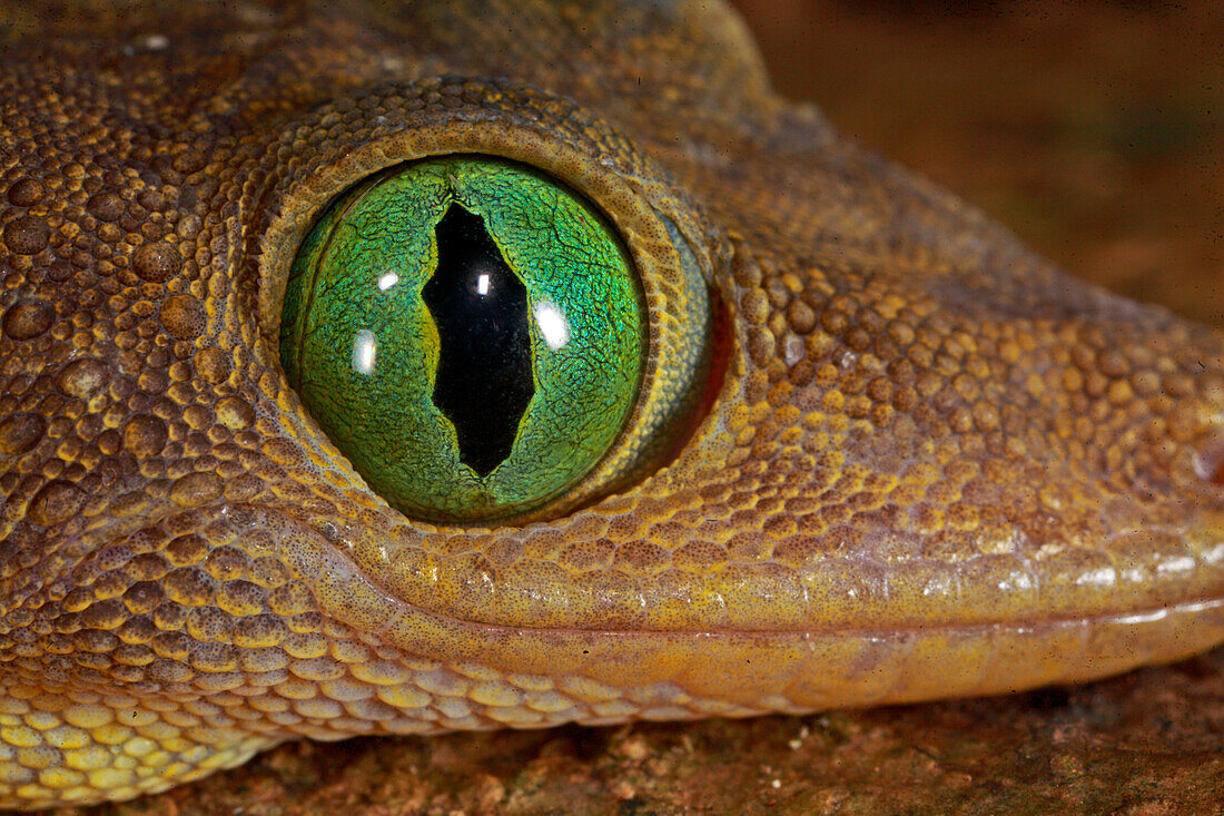 Green-eyed Gecko (Gekko smithi) with pupil fully opened, Lambir Hills National Park, Sarawak, Malaysia