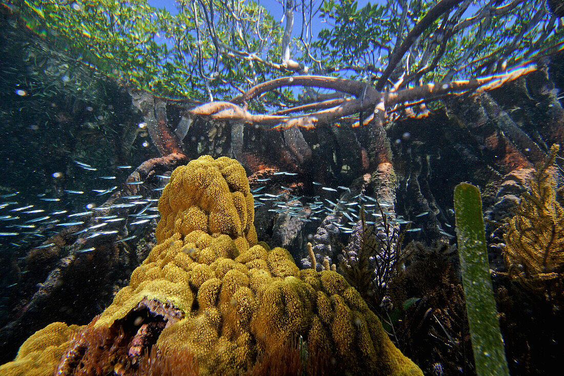 Red Mangrove (Rhizophora mangle) aerial roots providing shelter for school of small fish, Carrie Bow Cay, Belize