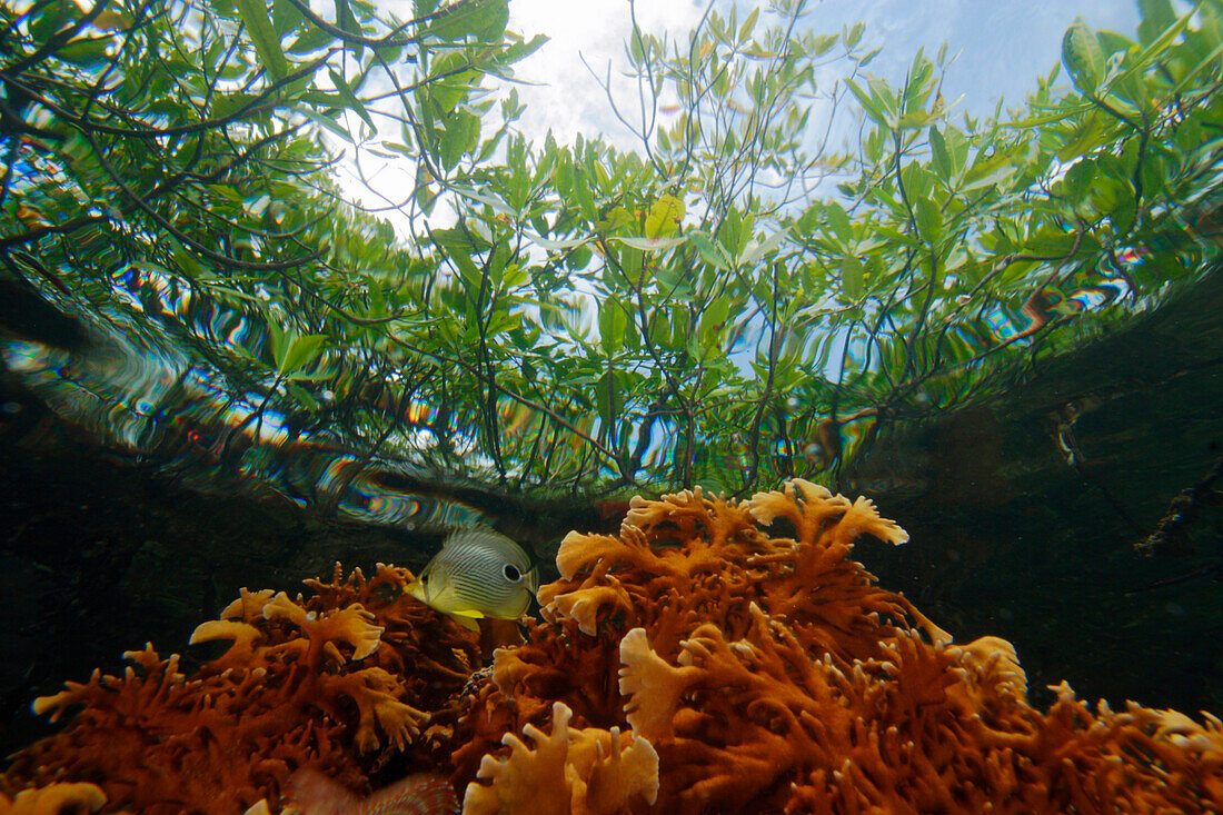 Fire Coral (Millepora alcicornis) growing directly beneath Red Mangroves (Rhizophora mangle), Bastimentos Marine National Park, Bocas del Toro, Panama