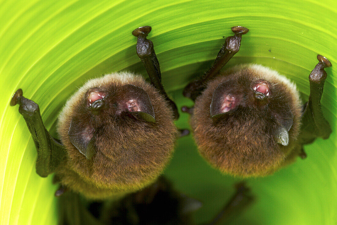 Spix's Disk-winged Bat (Thyroptera tricolor) pair roosting in rolled up Heliconia (Heliconia sp) leaf with the help of tiny suction cups on their wings, Smithsonian Tropical Research Station, Barro Colorado Island, Panama