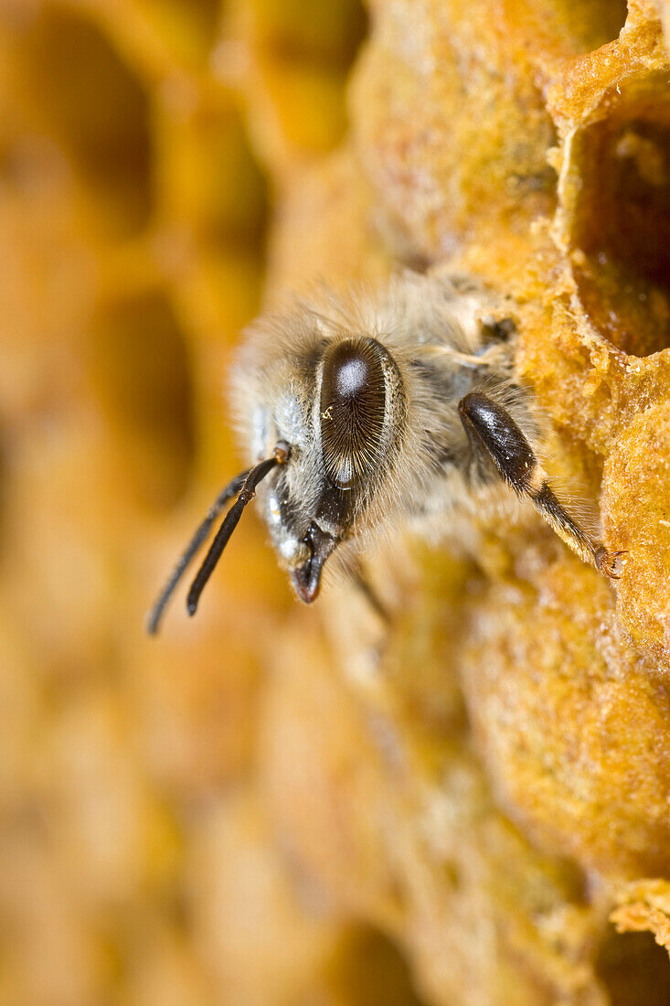 Honey Bee (Apis mellifera) hatching out of brood cell, Germany